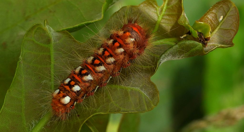 Wieczernica szczawiówka (Acronicta /Viminia/ rumicis)