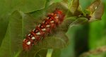 Wieczernica szczawiówka (Acronicta /Viminia/ rumicis)