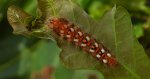 Wieczernica szczawiówka (Acronicta /Viminia/ rumicis)