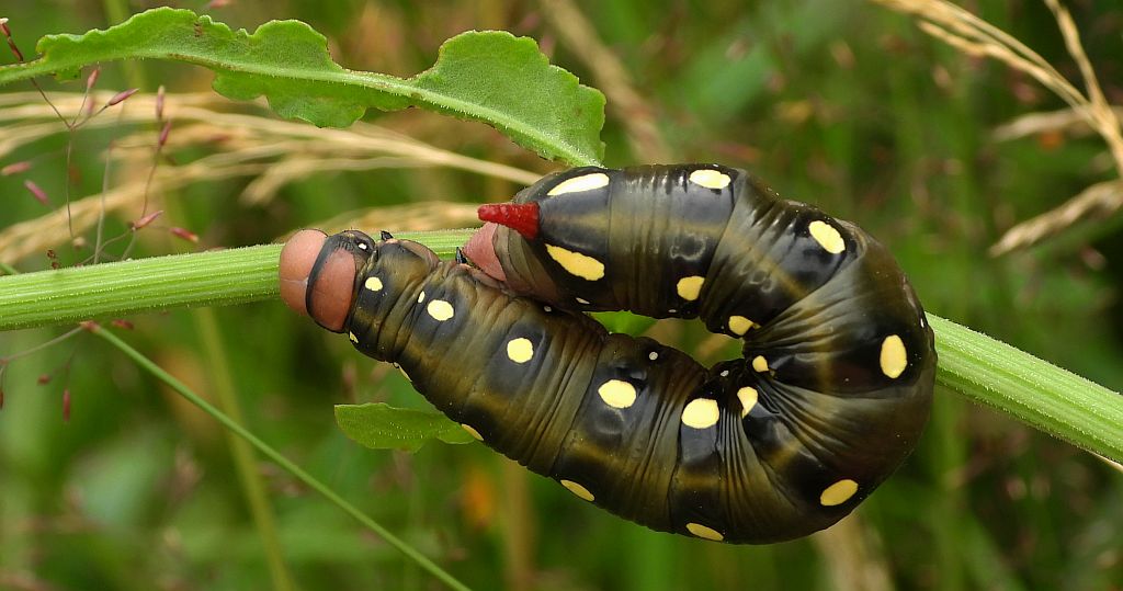 Zmrocznik przytuliak (Hyles gallii)