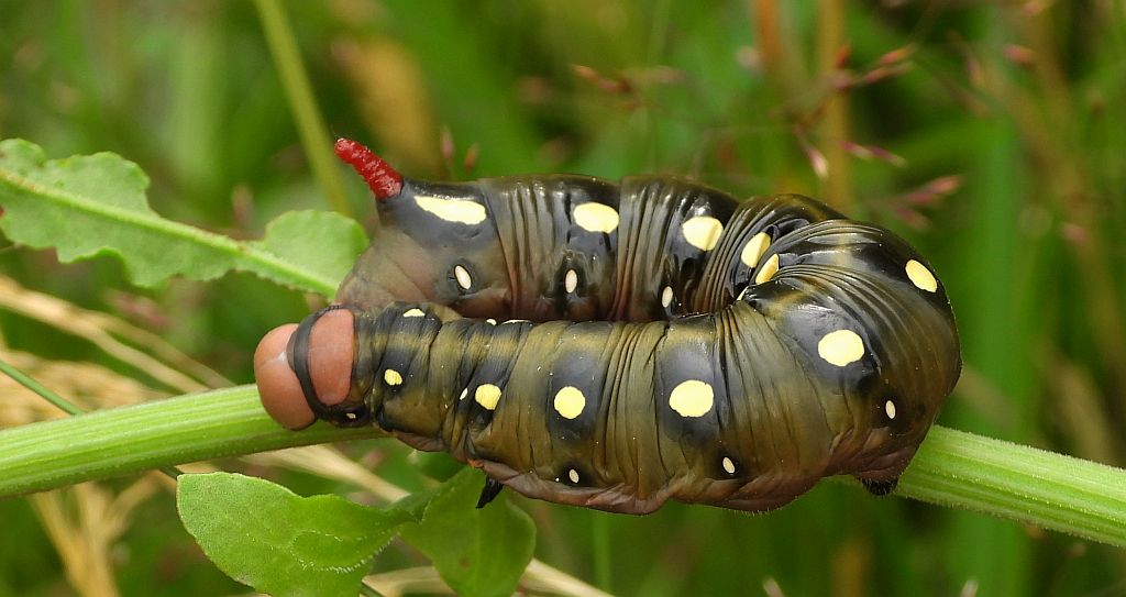 Zmrocznik przytuliak (Hyles gallii)