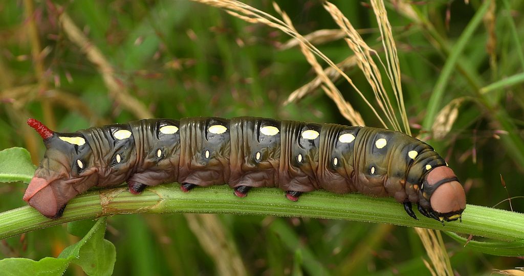 Zmrocznik przytuliak (Hyles gallii)