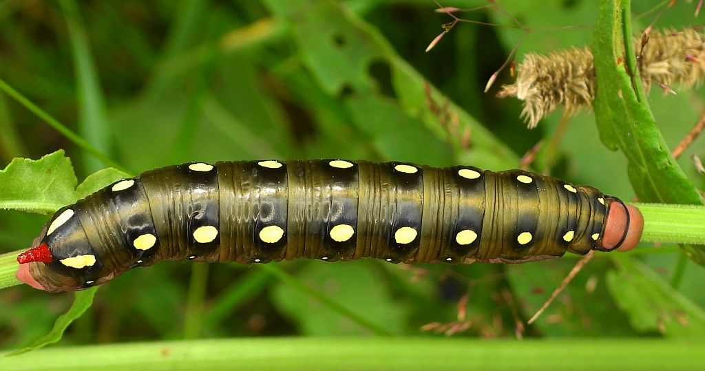 Zmrocznik przytuliak (Hyles gallii)