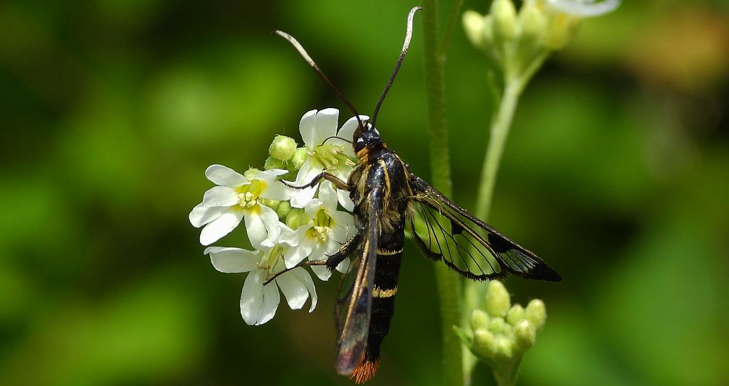 Przeziernik brzozowiec (Synanthedon scoliaeformis)