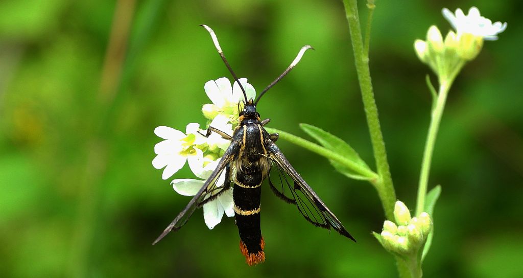 Przeziernik brzozowiec (Synanthedon scoliaeformis)
