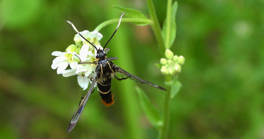 Przeziernik brzozowiec (Synanthedon scoliaeformis)