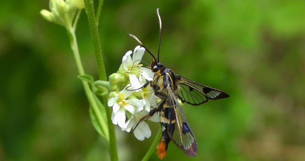 Przeziernik brzozowiec (Synanthedon scoliaeformis)
