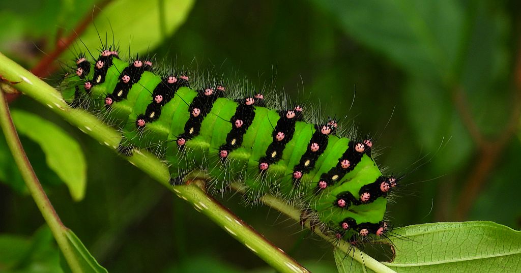 Pawica grabówka (Saturnia pavonia)