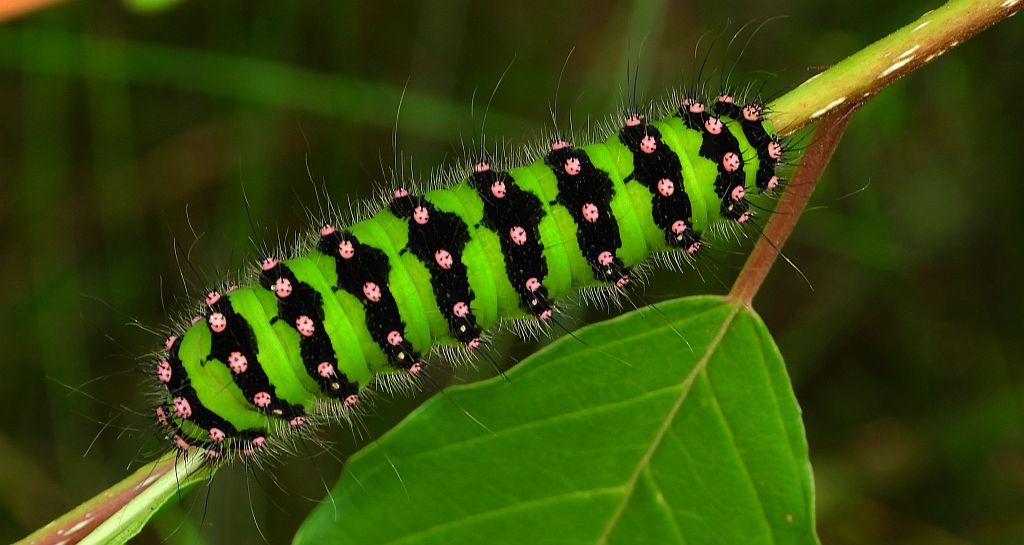 Pawica grabówka (Saturnia pavonia)