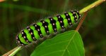 Pawica grabówka (Saturnia pavonia)