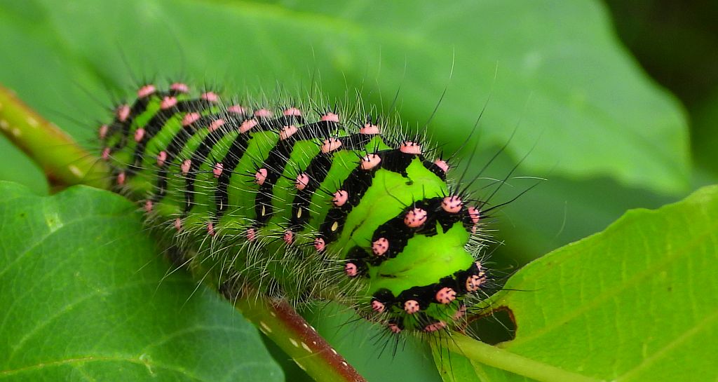 Pawica grabówka (Saturnia pavonia)