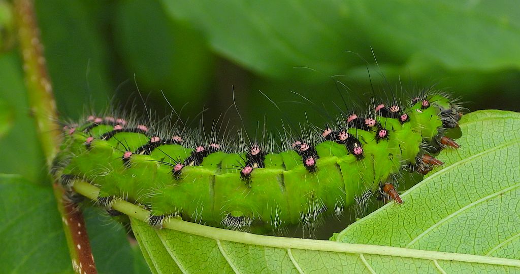 Pawica grabówka (Saturnia pavonia)