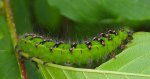 Pawica grabówka (Saturnia pavonia)
