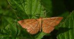 Krocznik ochrowiak (Idaea ochrata)