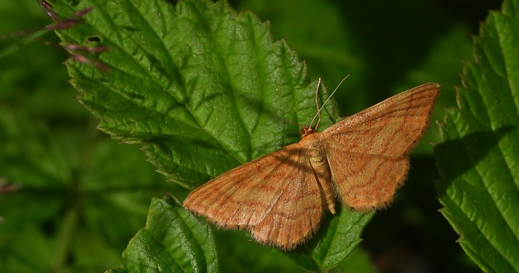 Krocznik ochrowiak (Idaea ochrata)