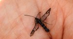 Przeziernik porzeczkowiec (Synanthedon tipuliformis)