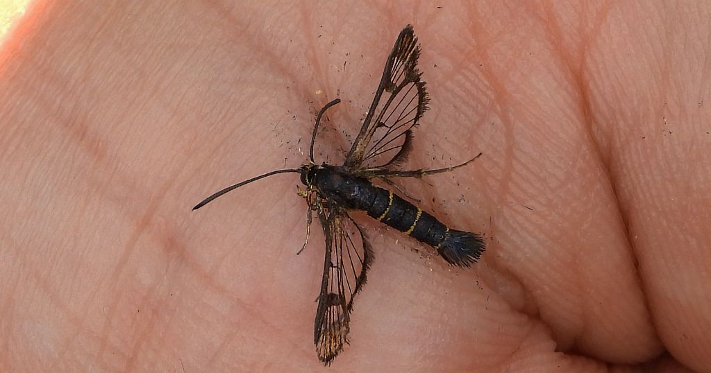 Przeziernik porzeczkowiec (Synanthedon tipuliformis)