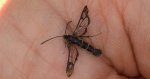 Przeziernik porzeczkowiec (Synanthedon tipuliformis)