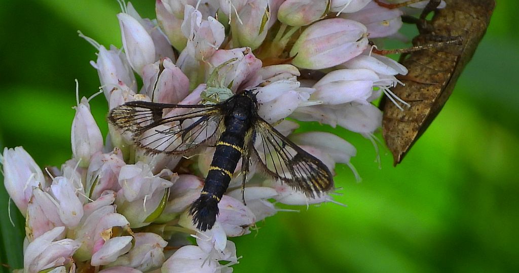 Przeziernik porzeczkowiec (Synanthedon tipuliformis)