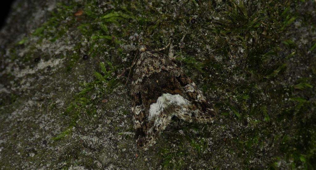 Białoplamica leśniczka (Protodeltote pygarga)