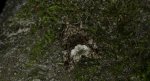 Białoplamica leśniczka (Protodeltote pygarga)