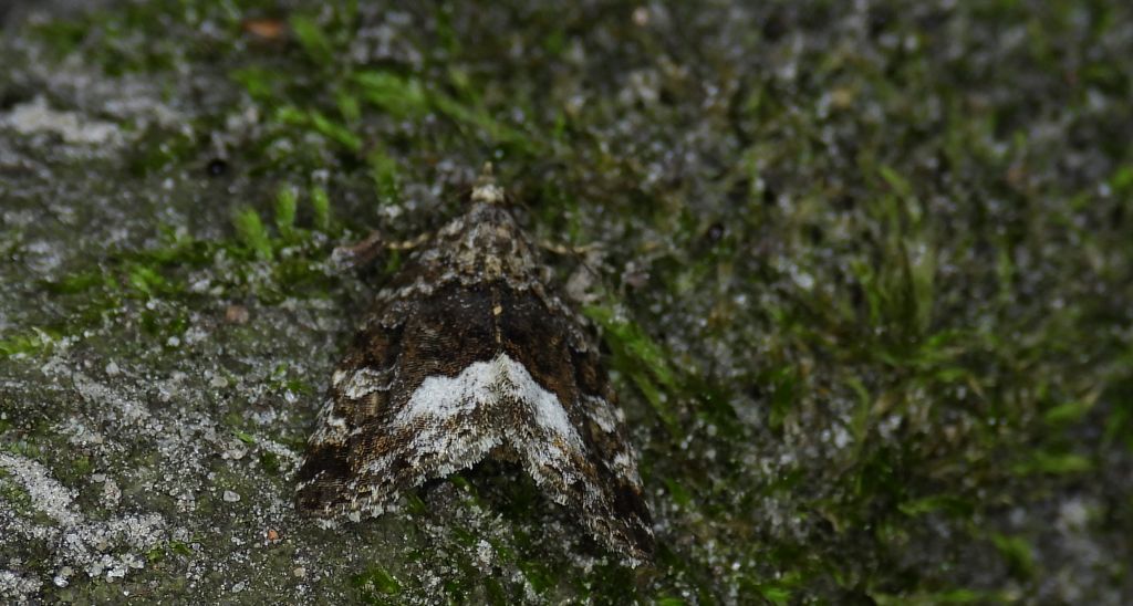 Białoplamica leśniczka (Protodeltote pygarga)