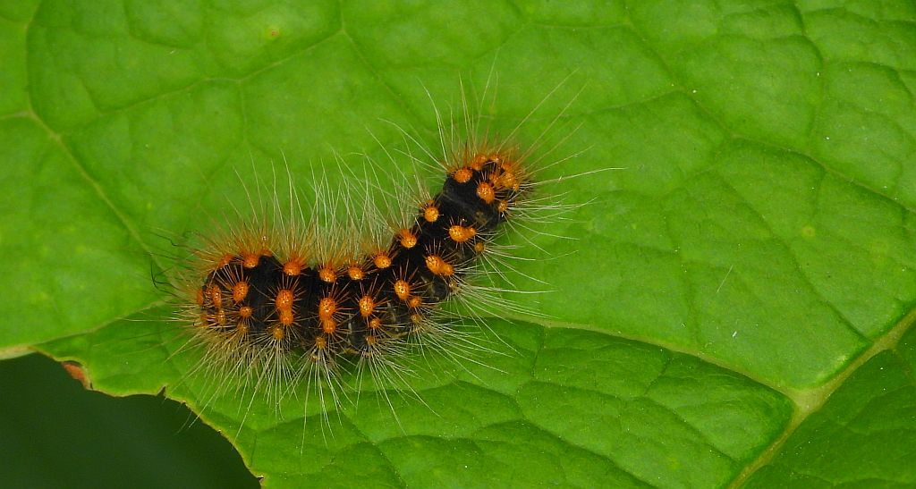 Acronicta (Viminia) auricoma