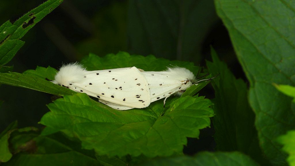 Szewnica miętówka (Spilosoma lubricipeda)