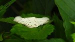 Szewnica miętówka (Spilosoma lubricipeda)