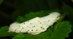 Szewnica miętówka (Spilosoma lubricipeda)