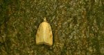 Aleimma loeflingiana