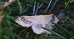 Krocznik odwrotnik (Idaea aversata)
