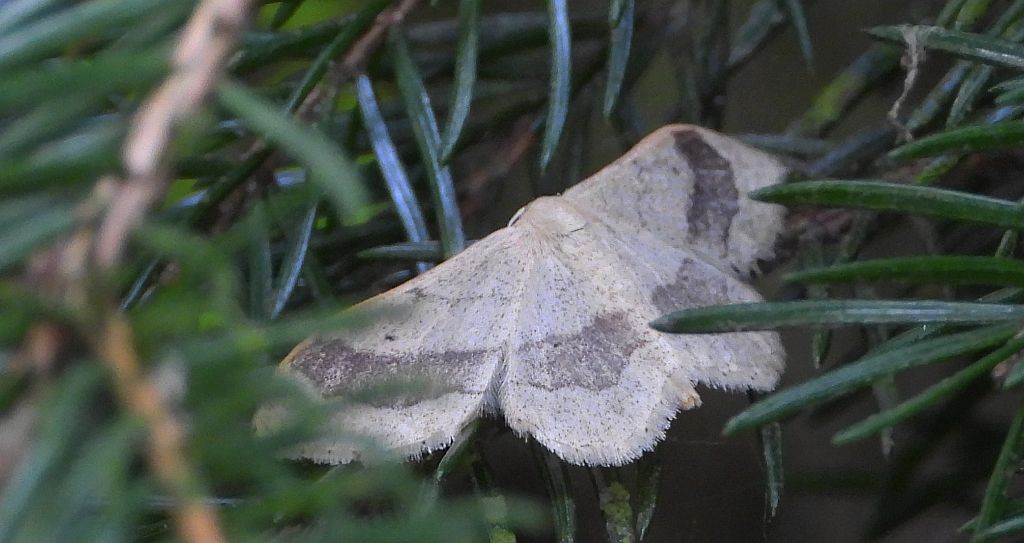 Krocznik odwrotnik (Idaea aversata)