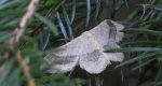 Krocznik odwrotnik (Idaea aversata)