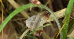 Laspeyria flexula