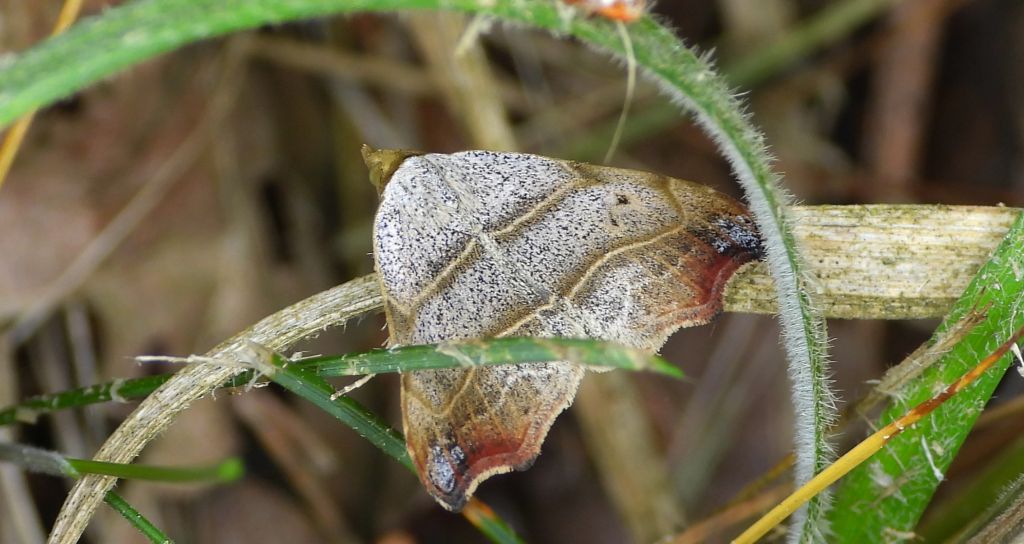 Laspeyria flexula