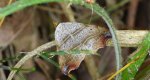Laspeyria flexula