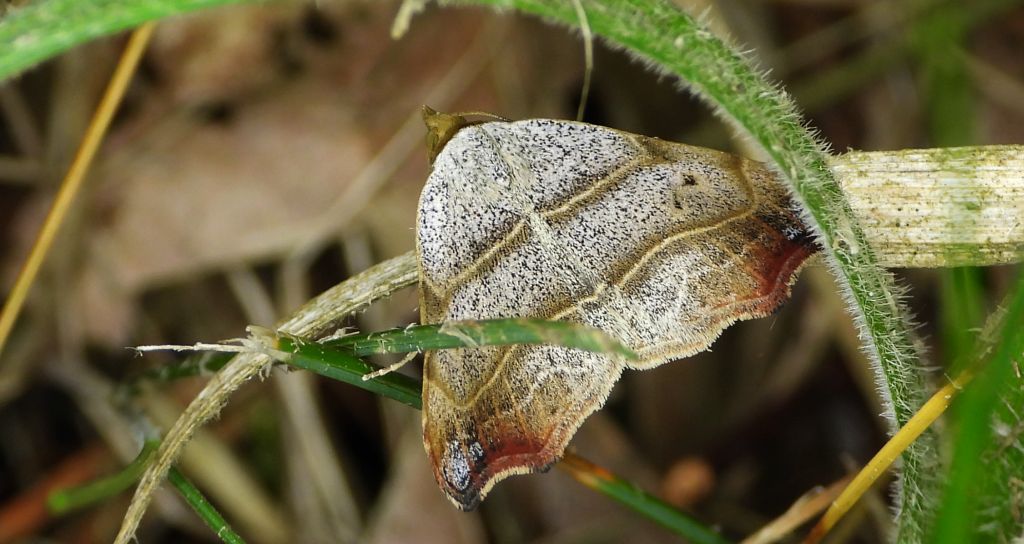 Laspeyria flexula
