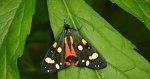 Krasopani poziomówka (Callimorpha dominula)