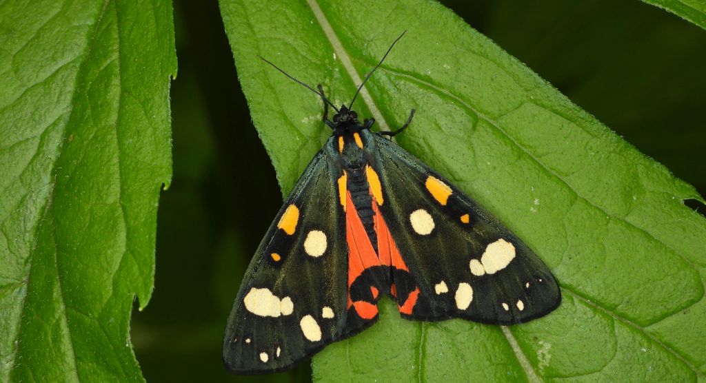 Krasopani poziomówka (Callimorpha dominula)