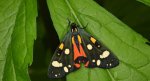 Krasopani poziomówka (Callimorpha dominula)