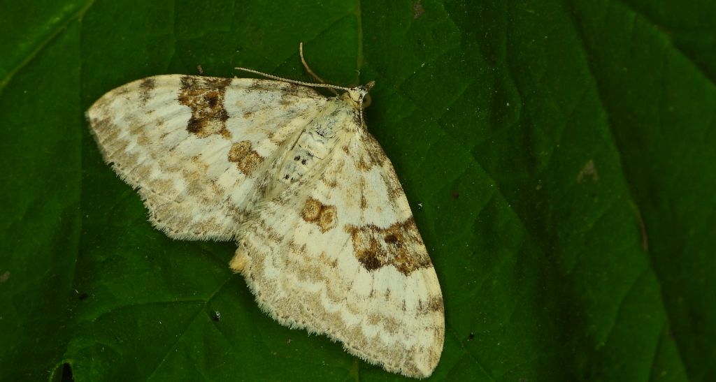 Paśnik nagórek (Xanthorhoe montanata)