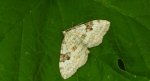 Paśnik nagórek (Xanthorhoe montanata)