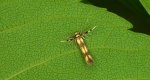 Stathmopoda pedella