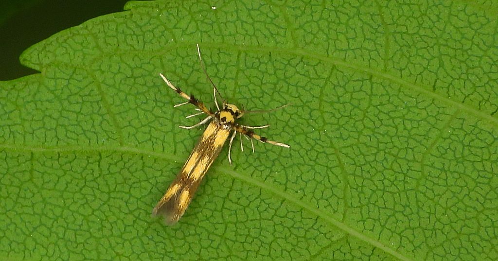 Stathmopoda pedella