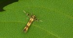 Stathmopoda pedella