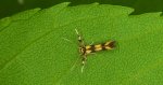 Stathmopoda pedella
