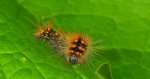 Acronicta (Viminia) auricoma