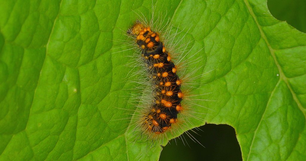Acronicta (Viminia) auricoma