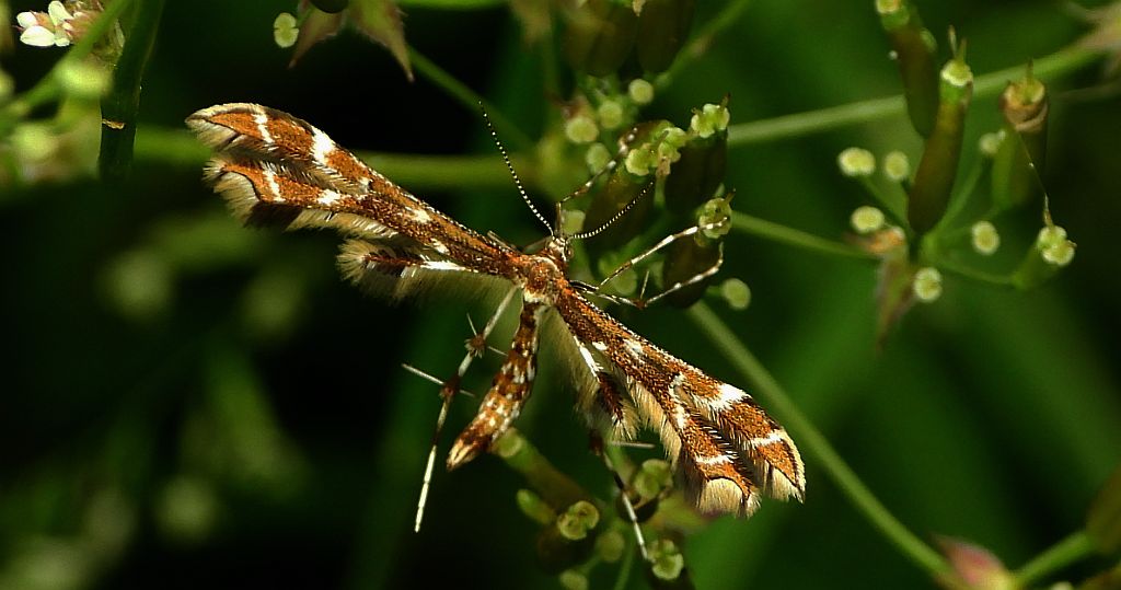 Piórolotek - Crombrugghia distans
